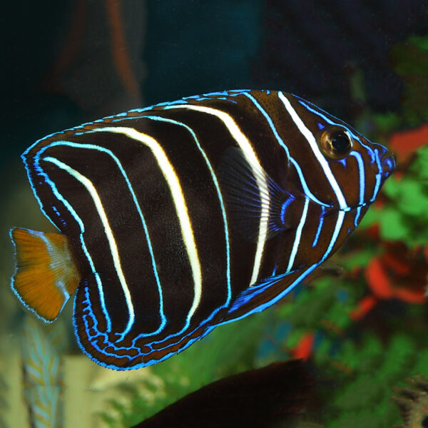 African Angelfish Sub Adult